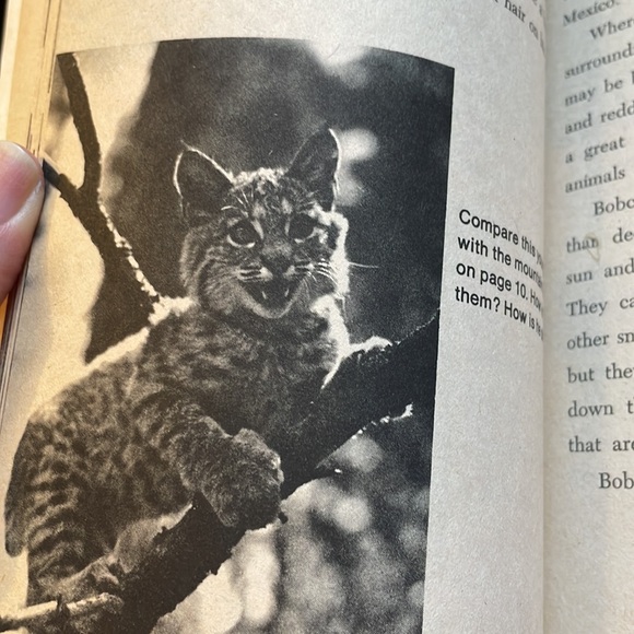 Vintage 1975 The Mountain Lion and Other Cats softcover Scholastic book - Picture 6 of 6
